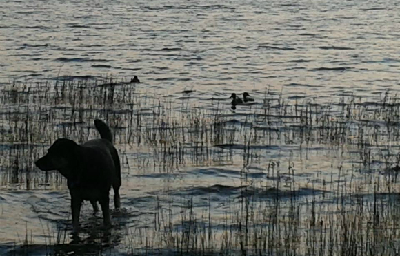 croker dog in the water